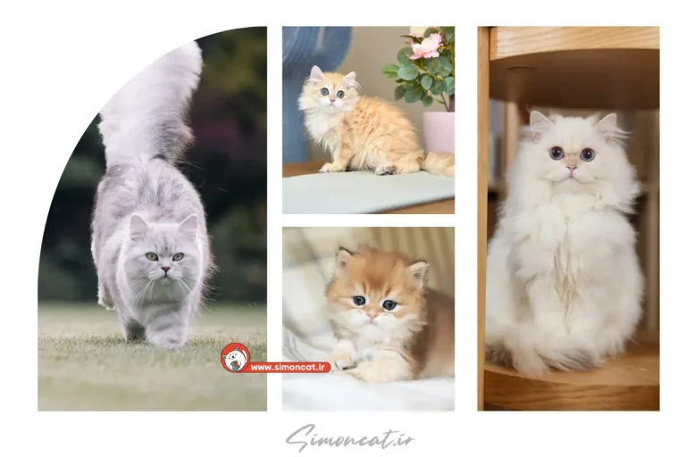 قیمت گربه بریتیش گلد لانگ هیر