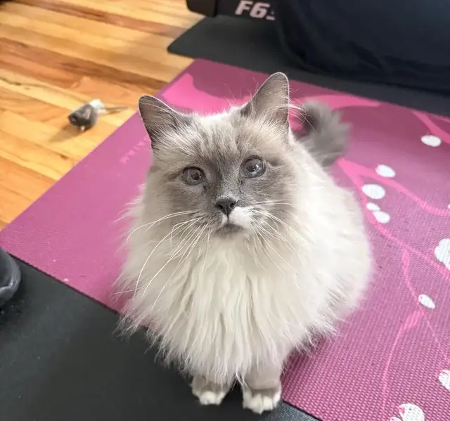 مزایای نگهداری گربه رگدال در خانه