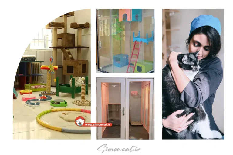 مشخصات بهترین پانسیون گربه در تهران