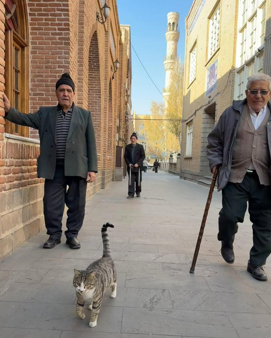 نوازش گربه خیابانی؛ مهربانیِ دو سر برد با رعایت احتیاط