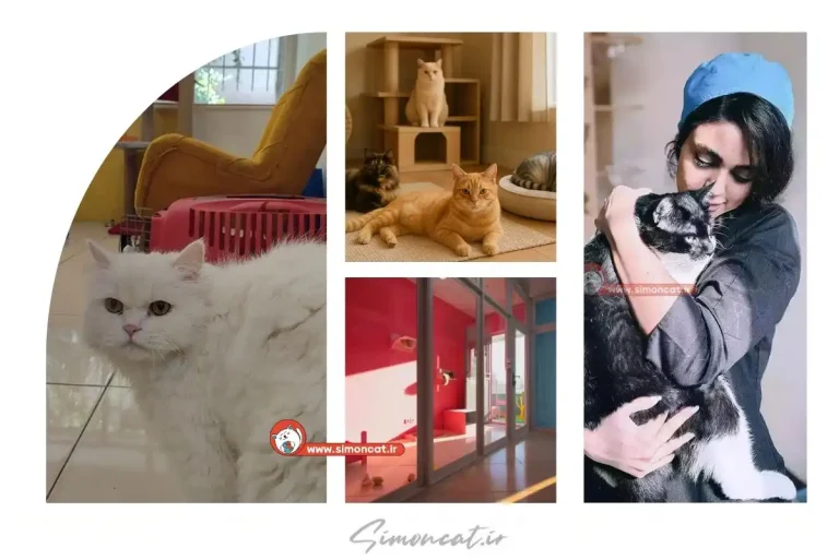 نگهداری از گربه ها در پانسیون سایمون