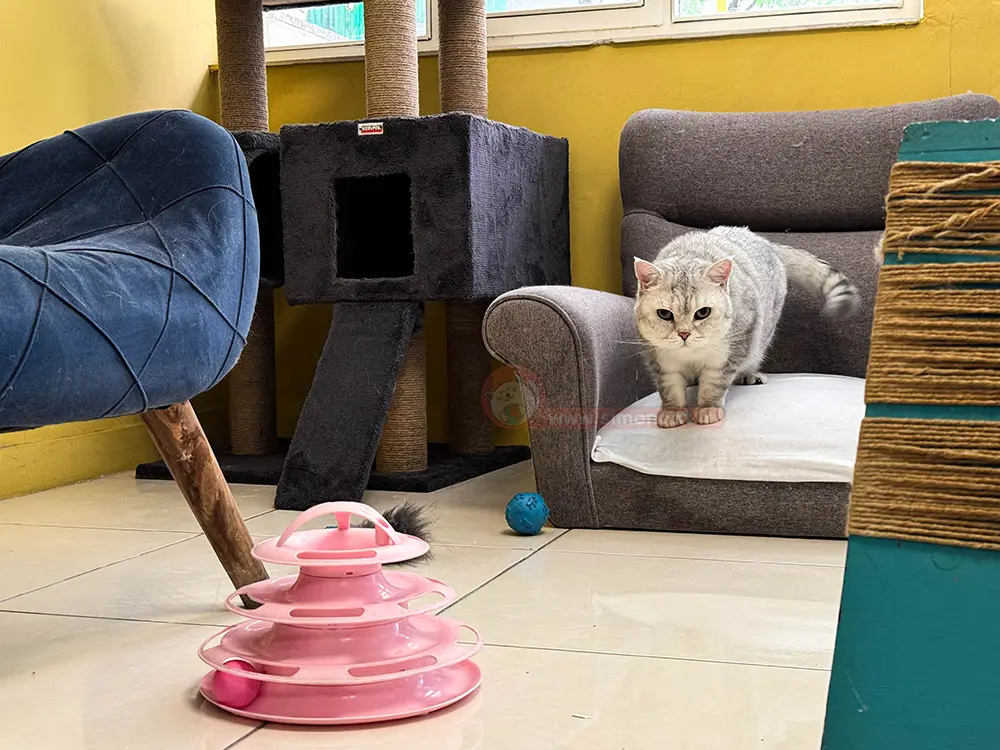 هتل پانسیون گربه سایمون کت