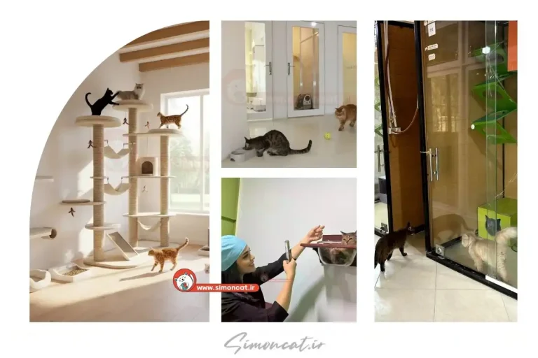 پانسیون گربه نژاد دار