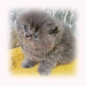 پرشین بلو چشم خاکستری کد 138