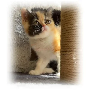 گربه پرشین تری کالر کد 120