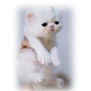 گربه پرشین سفید کیوت کد 143
