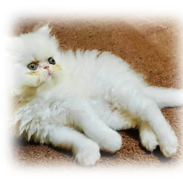 پرشین سوپر فلت سفید