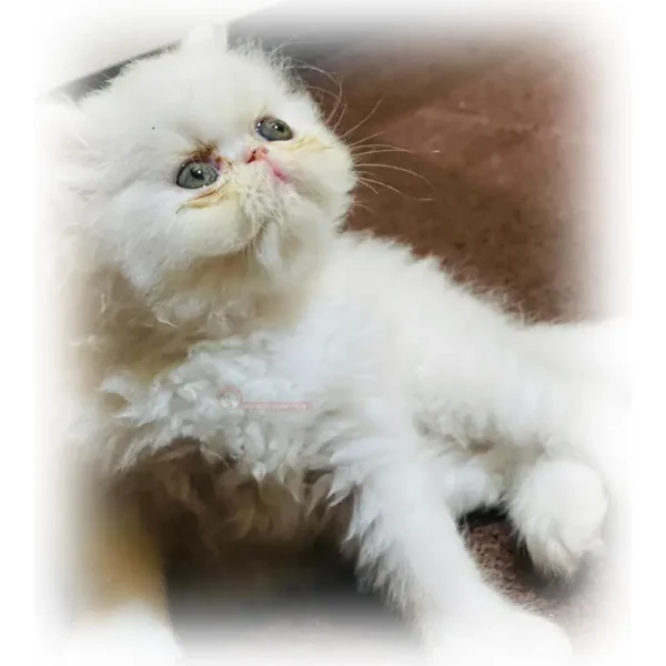 پرشین سوپرفلت