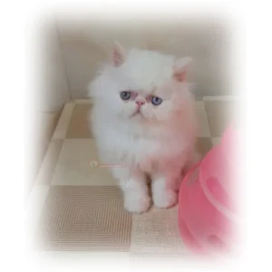 پرشین کت سوپرفلت کد 140