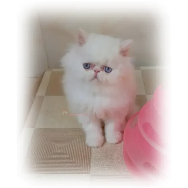 پرشین سوپرفلت