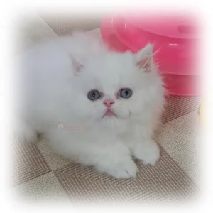 پرشین کت فلت کد 144