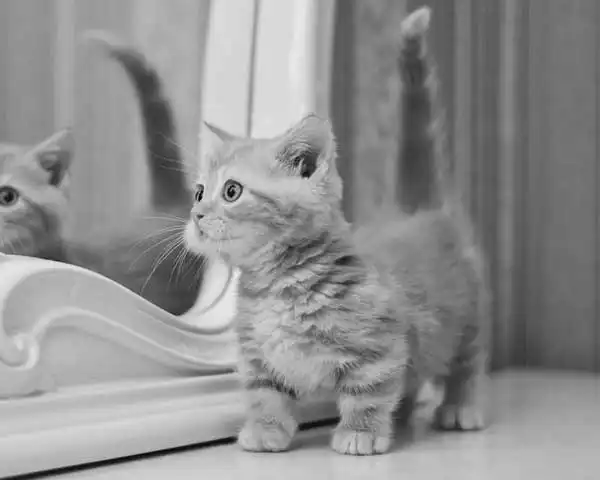 پیشی مانچکین