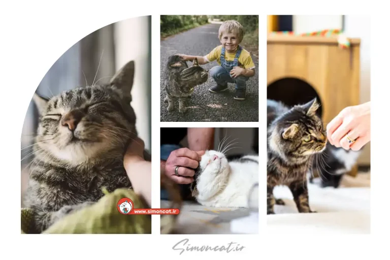 چرا گربه نمیزاره نازش کنم