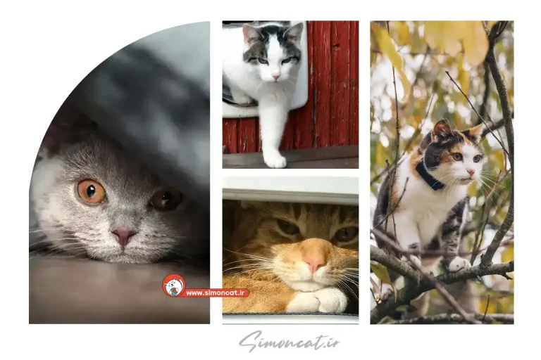 چرا گربه ها غیب میشوند؟
