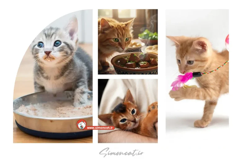 چه چیزی گربه را جذب میکند؟