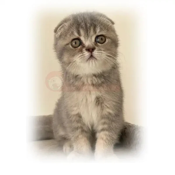 گربه اسکاتیش بلو گلد کد 122