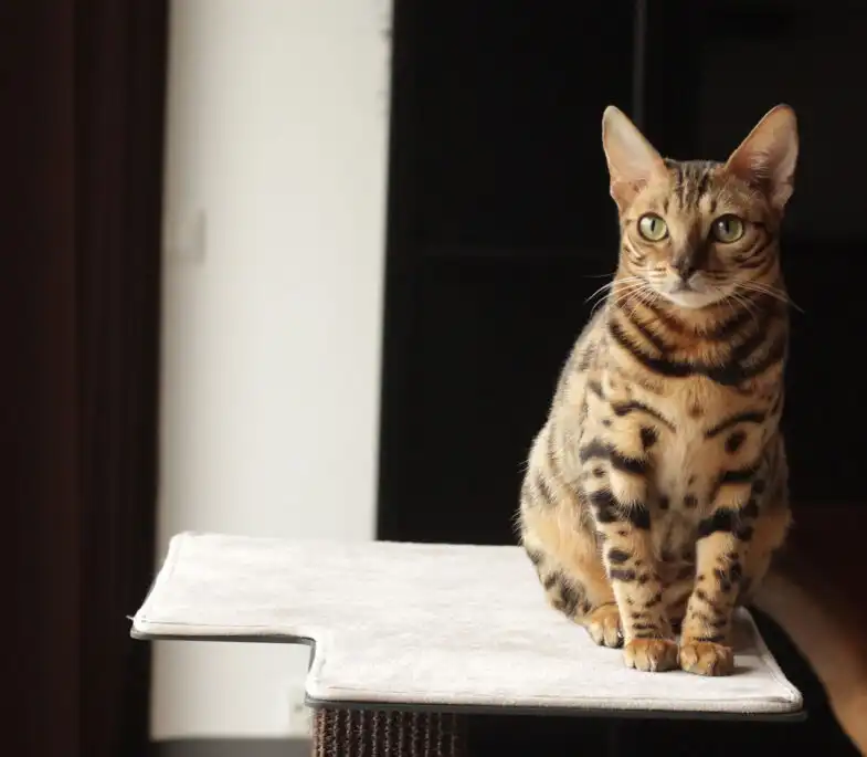 گربه بازیگوش