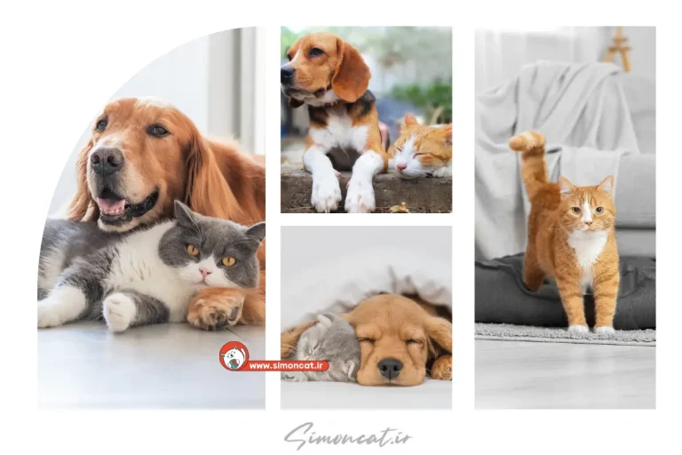 گربه بخرم یا سگ