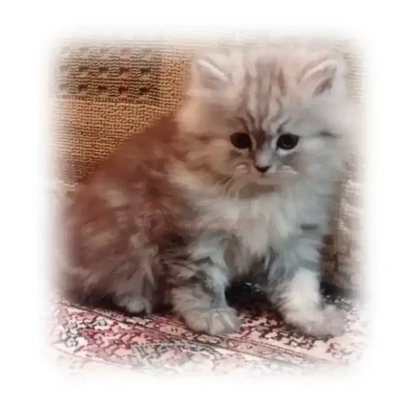 گربه بریتیش لانگ هیر NS24کد 123