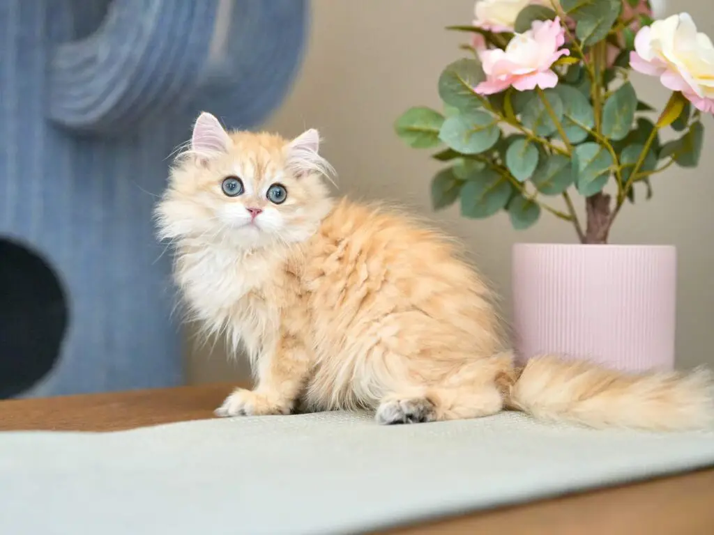 گربه بریتیش موبلند