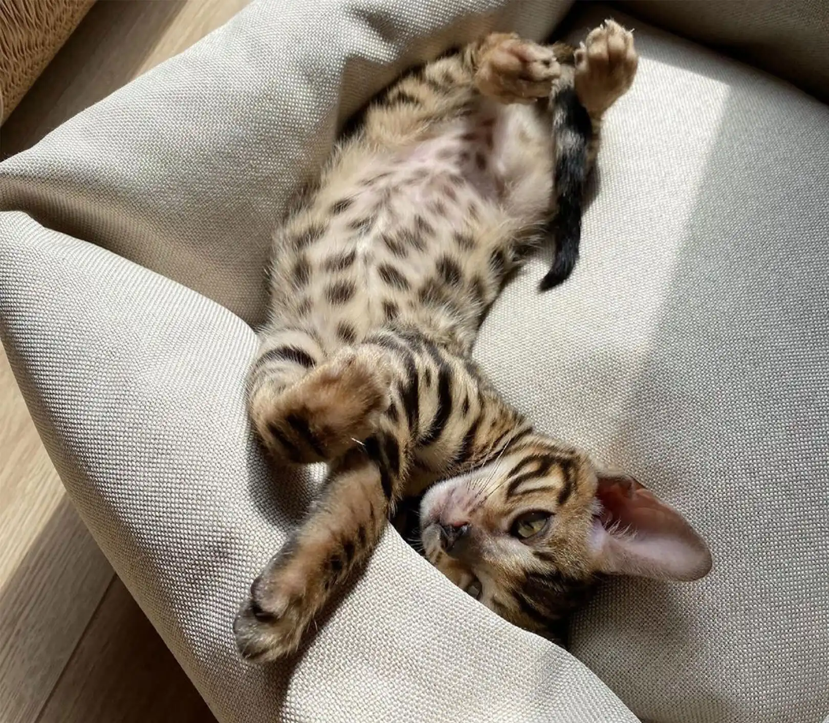 گربه خانگی اهلی