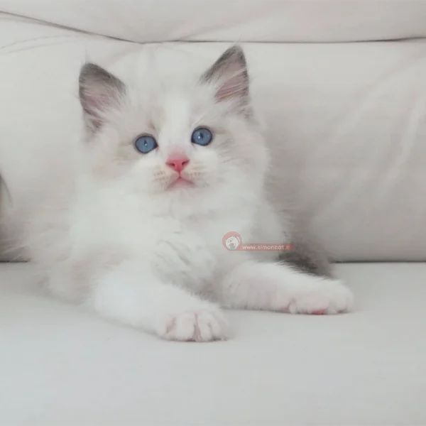 گربه رگدال چشم ابی