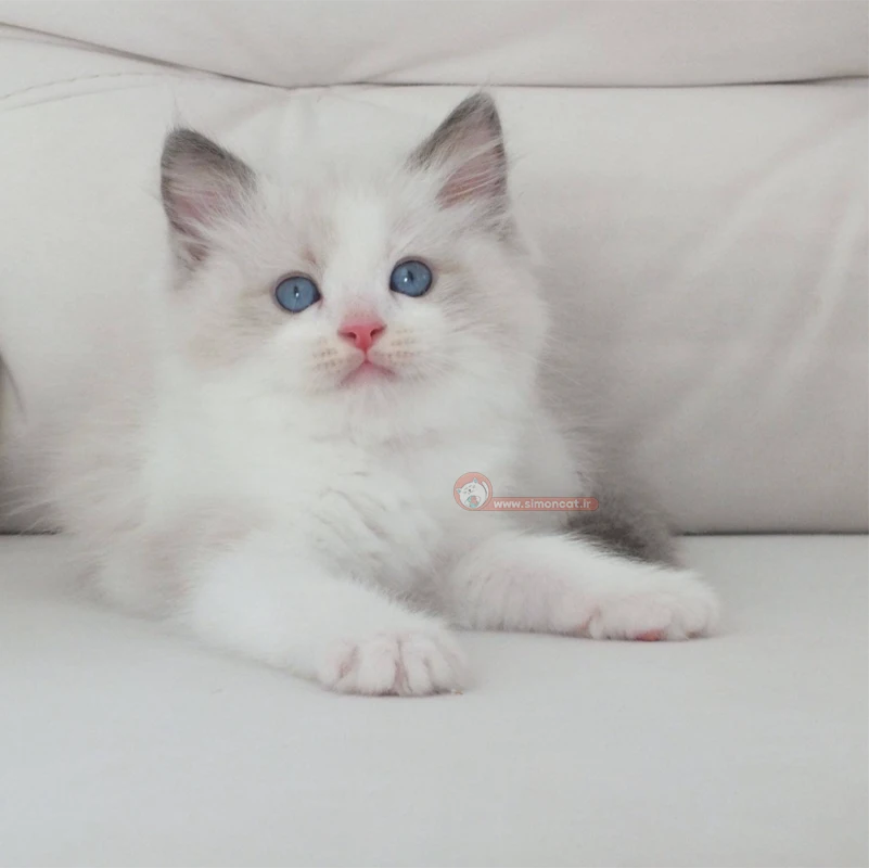 گربه رگدال چشم ابی گربه رگدال چشم ابی