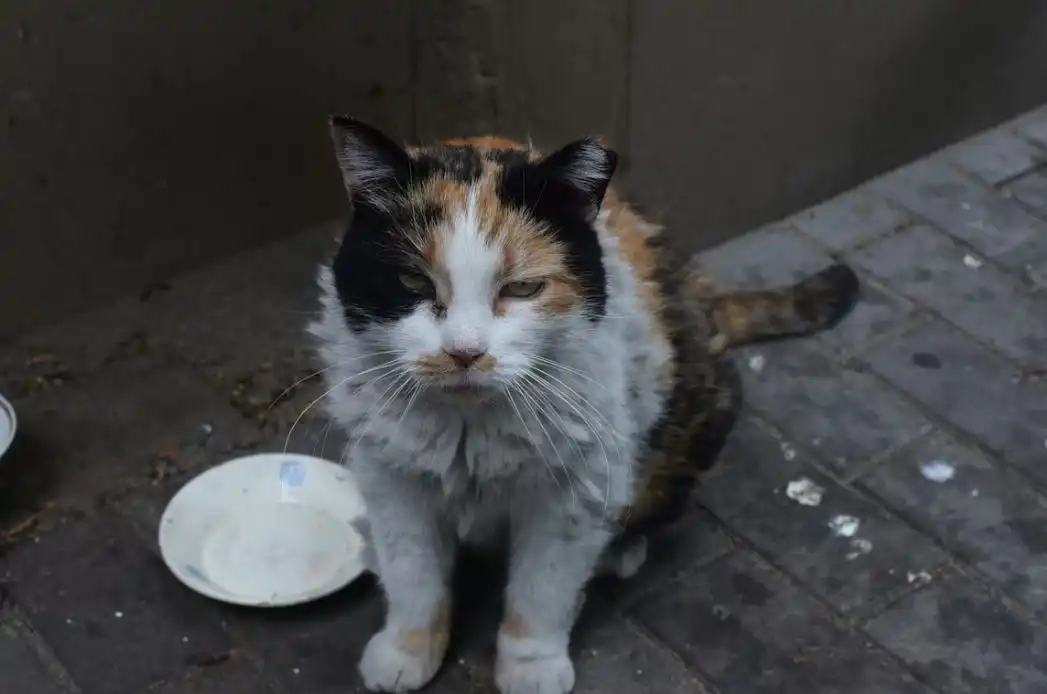 گربه عقیم شده