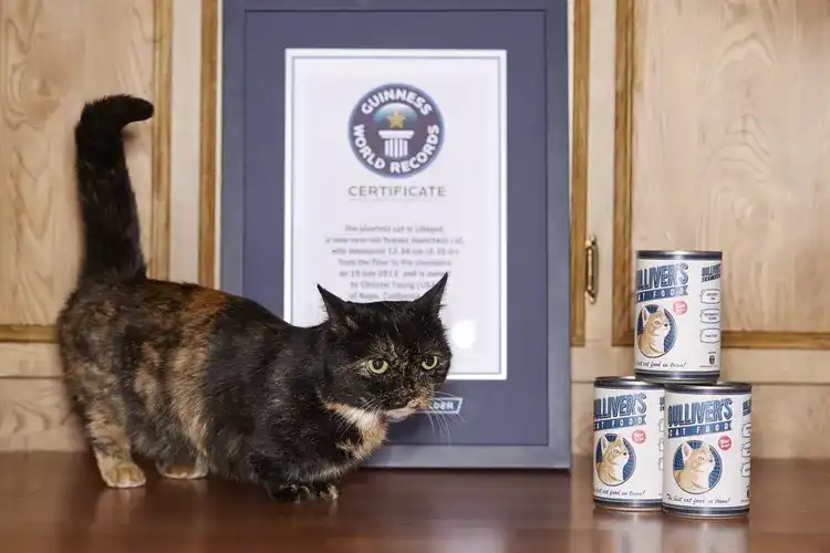 گربه ماده مانچکین