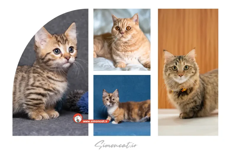 گربه مانچکین در ایران
