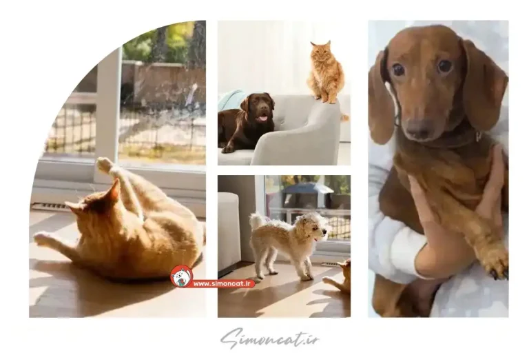 گربه مهربان تر است یا سگ