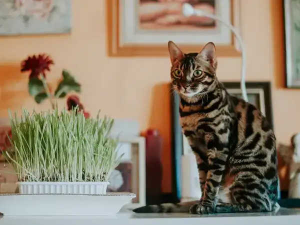 گربه نژاد اصیل