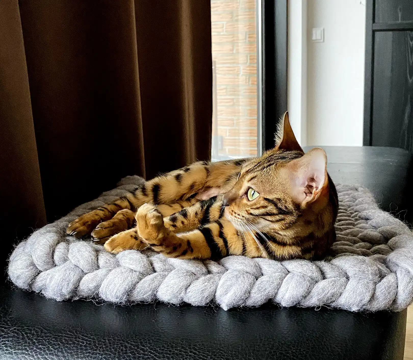 گربه نژاددار موکوتاه