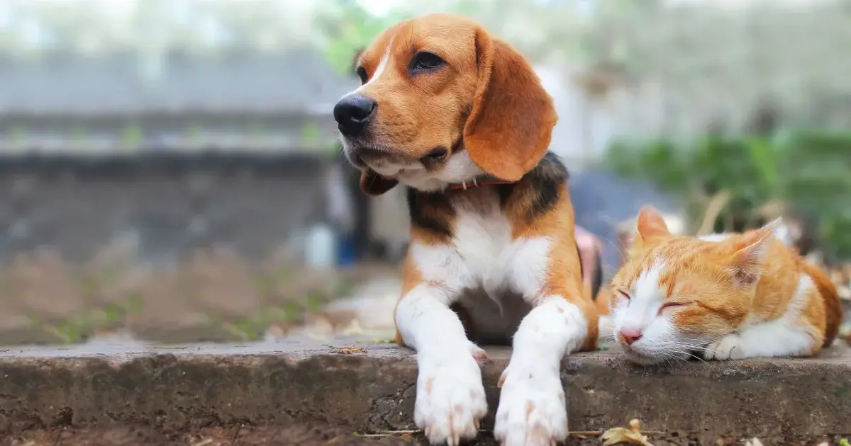 گربه وفادار است یا سگ