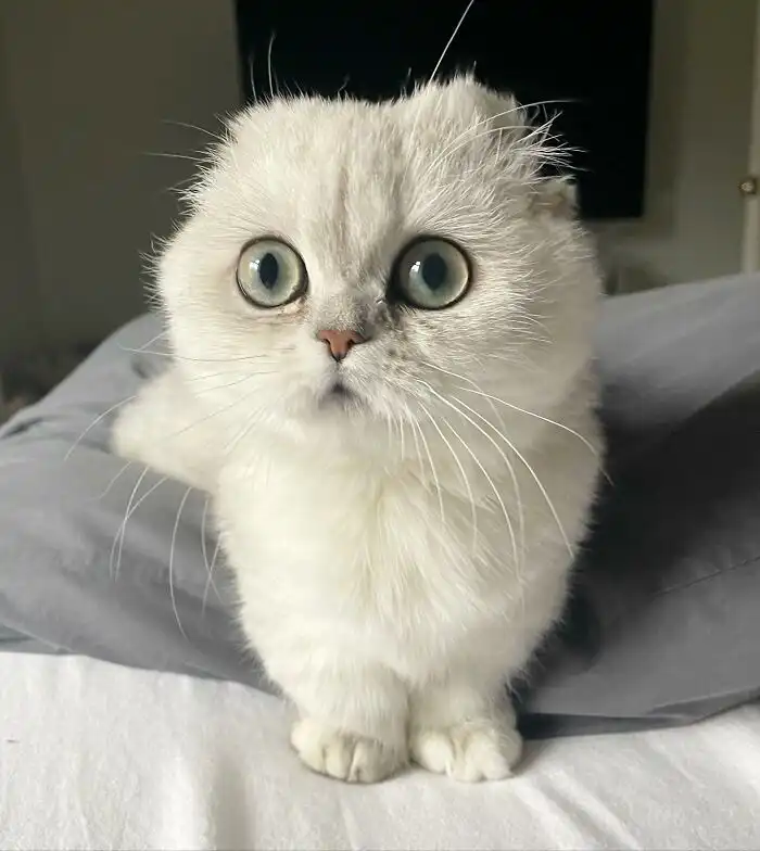 گربه پا کوتاه سفید