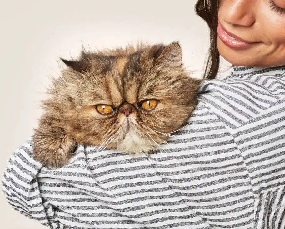 گربه پرشین خانگی