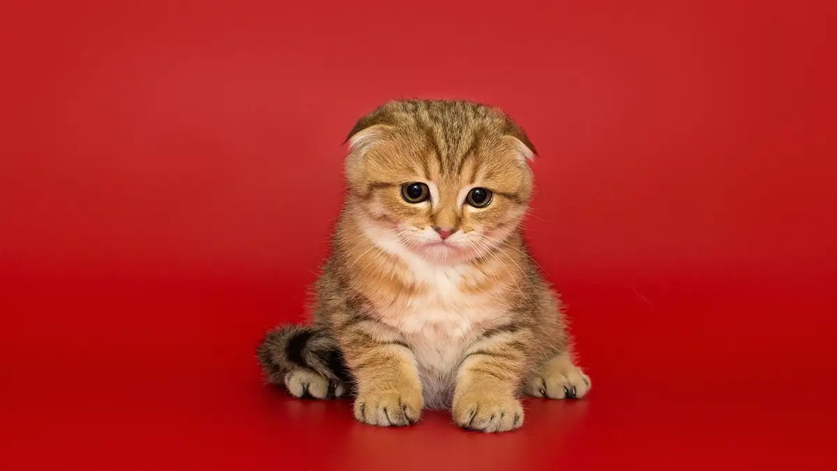 گربه ی مانچکین