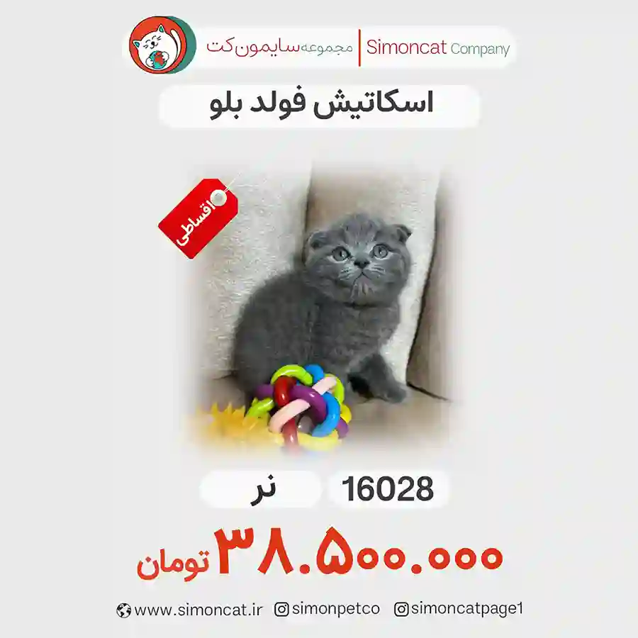 اسکاتیش فولد بلو کد 16028