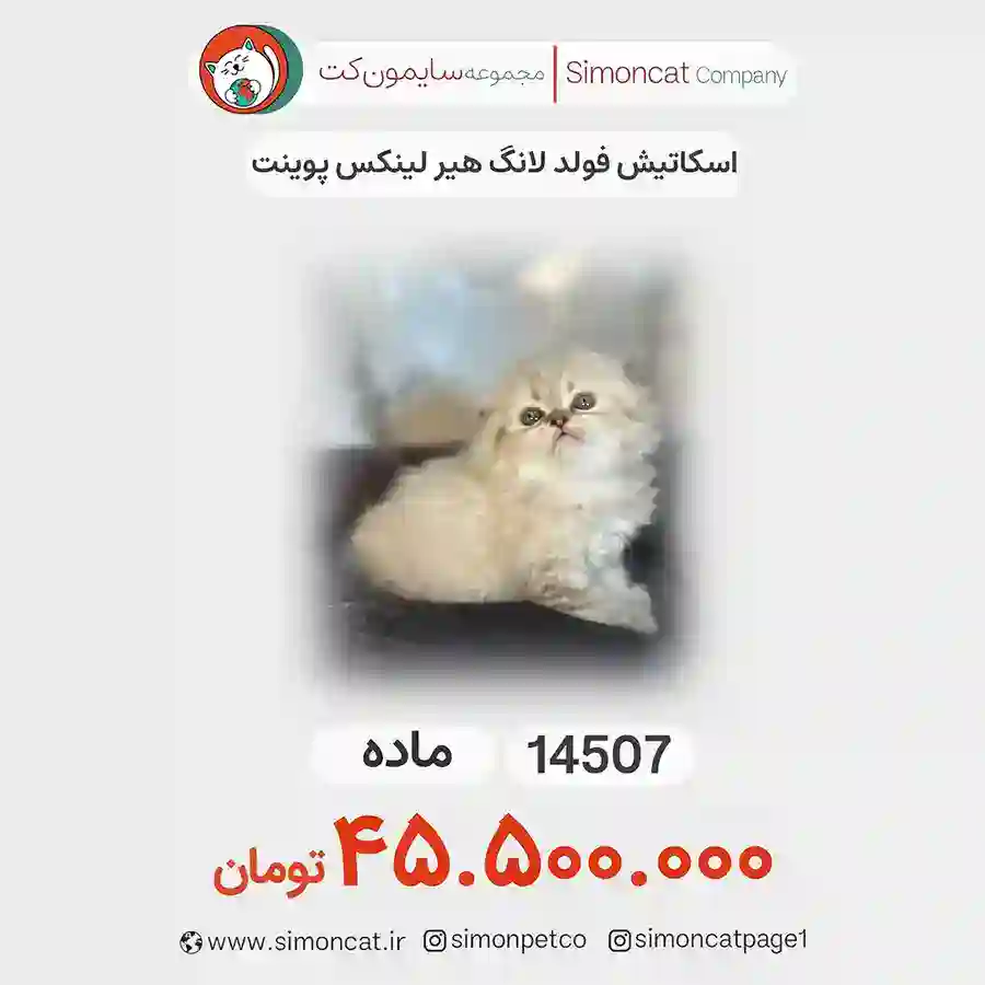 گربه اسکاتیش بلو پوینت لانگ هیر کد 14507