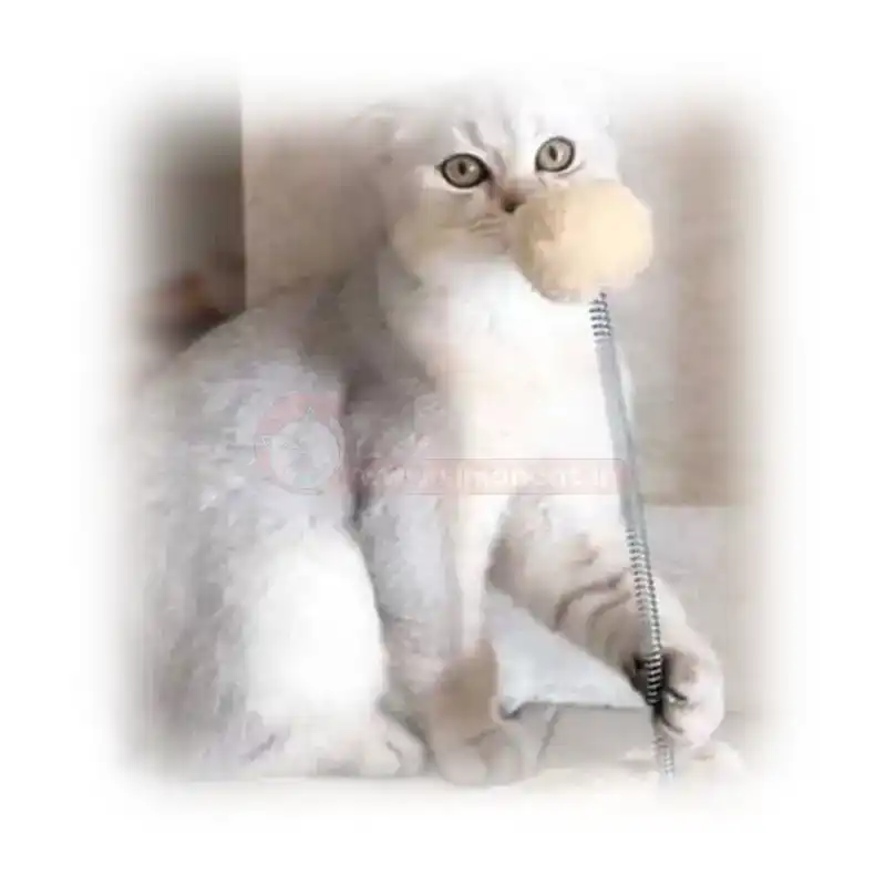 گربه اسکاتیش سیلور چشم خاکستری کد 170 گربه اسکاتیش سیلور چشم خاکستری کد 170