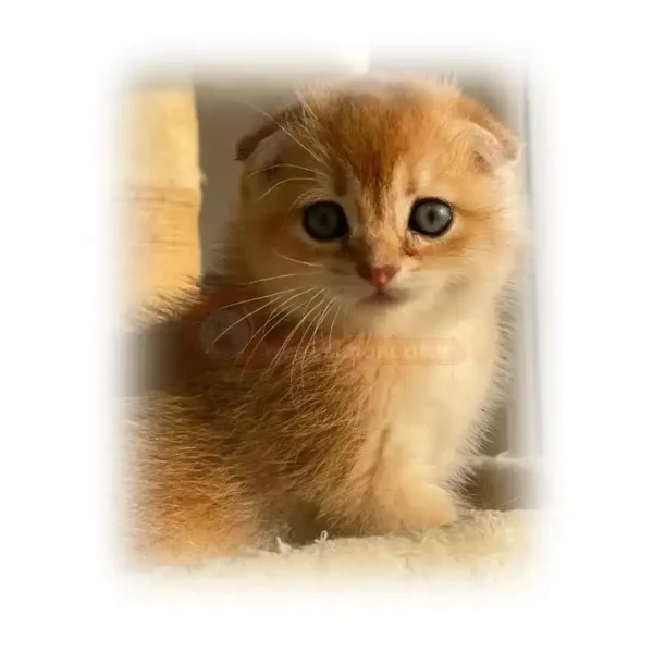 گربه اسکاتیش چشم خاکستری نارنجی کد 186