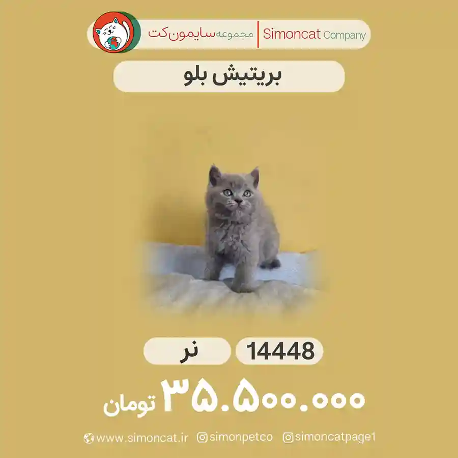 گربه بریتیش بلو کد 14448