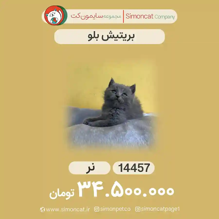 گربه بریتیش بلو کد14457