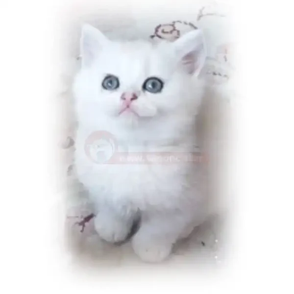 گربه بریتیش سفید چشم خاکستری کد 193