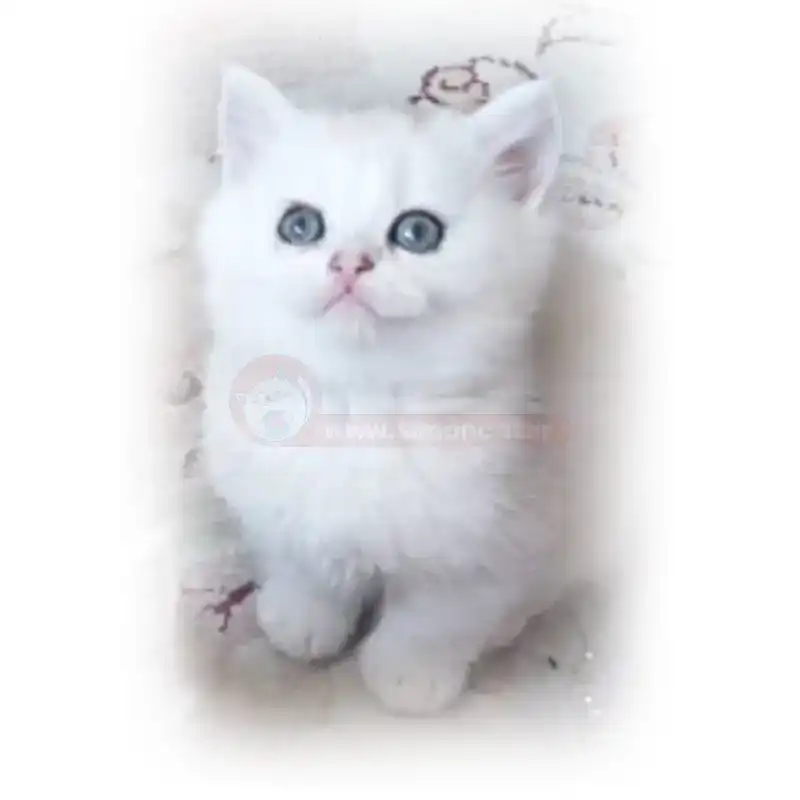 گربه بریتیش سفید چشم خاکستری کد 193 گربه بریتیش سفید چشم خاکستری کد 193