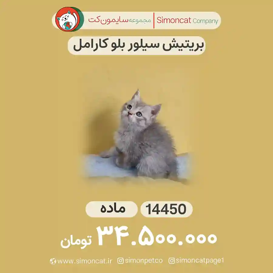 گربه بریتیش سیلور بلو کارامل کد 14450