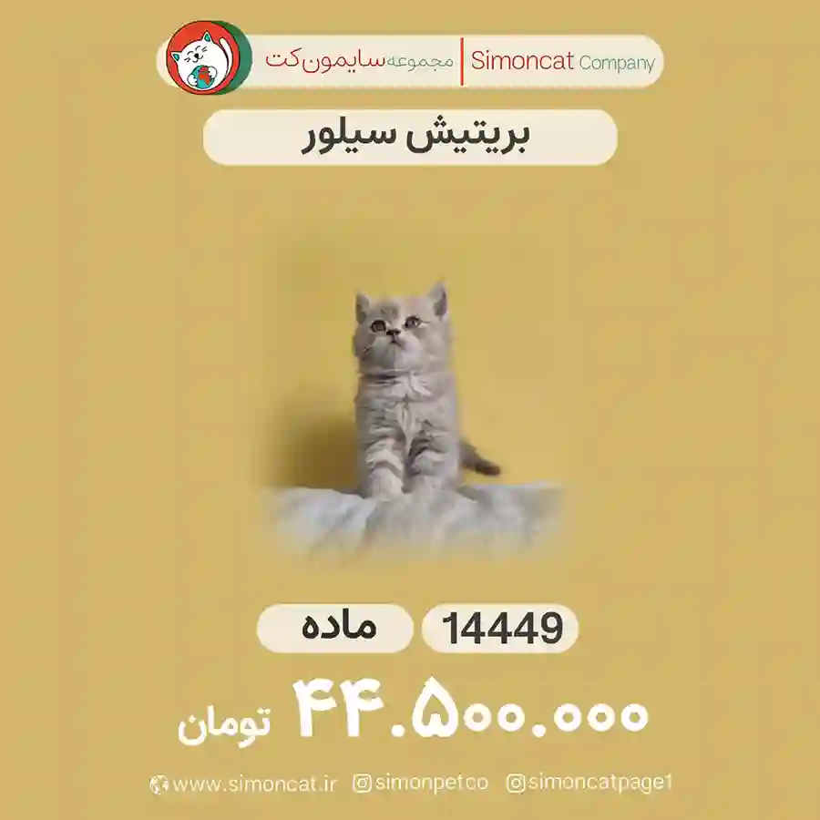 گربه بریتیش سیلور کد 1449