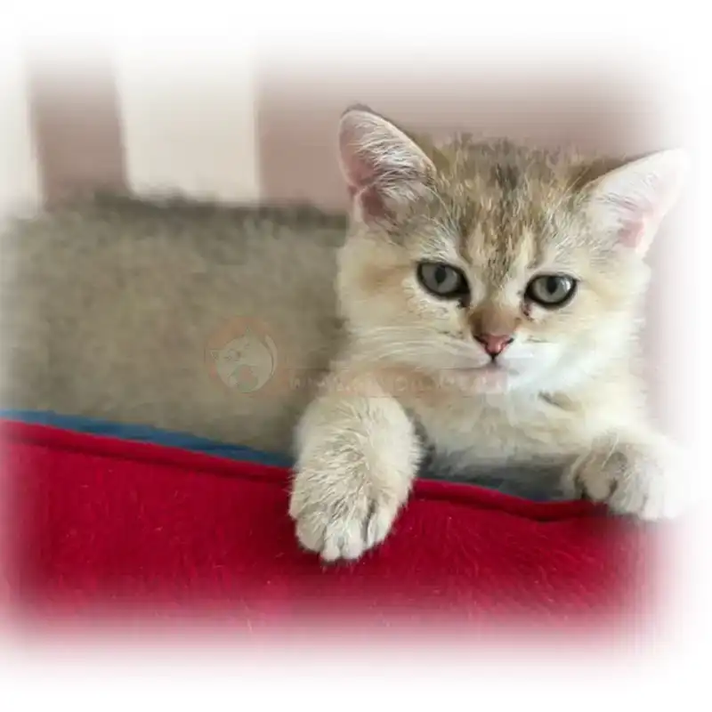 گربه خانگی موکوتاه