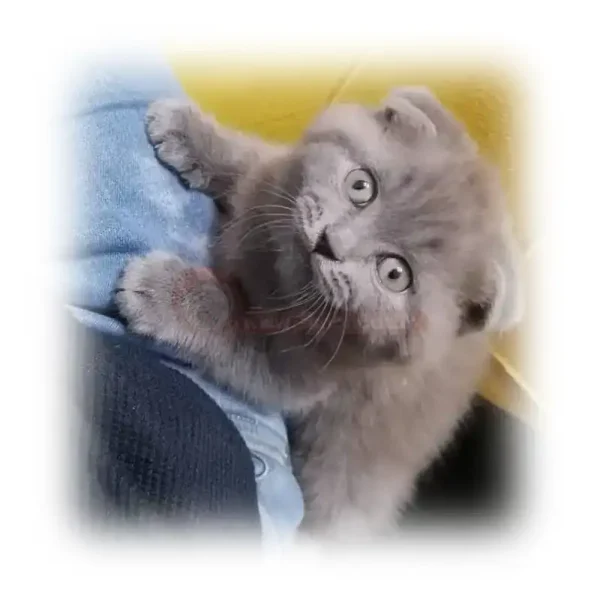 گربه پرشین ردپوینت چشم خاکستری کد 197
