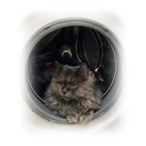 گربه پرشین مو بلند مشکی کد 185